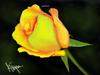 Yellow Rose Niyaz Noonu Lhohi Image